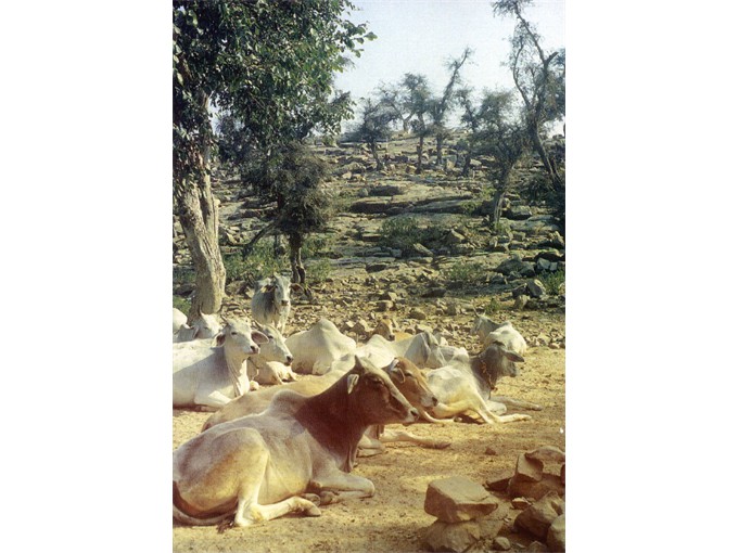 Govardhan cows