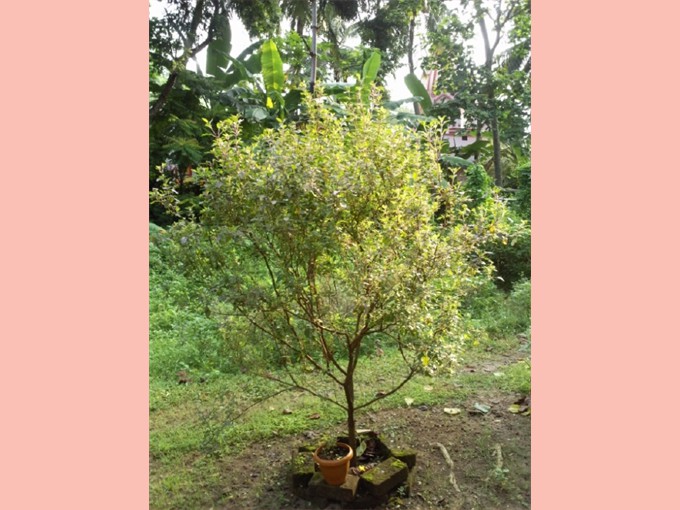 Foto004